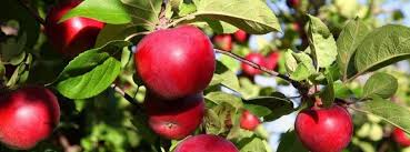 Resultado de imagen de manzanos